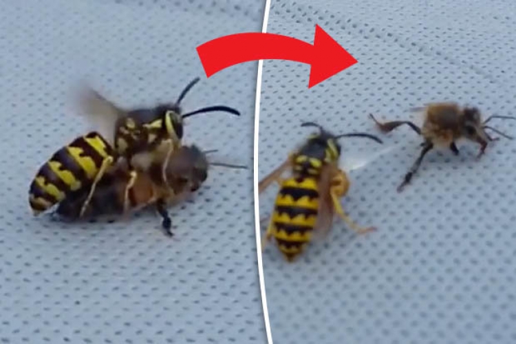 Smrtelná bitka vosy a včely šokovala uživatele internetu