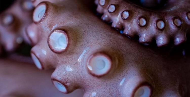 Specialisté objevili obrovské chobotnice v Tichém oceánu
