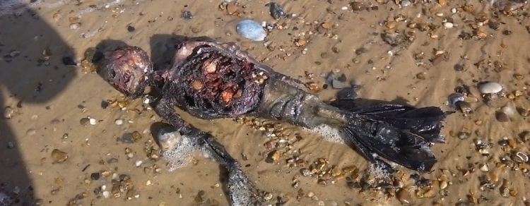 Lidé nevěří vlastním očím. Video mrtvé „mořské panny“ na britské pláži se virálně šíří