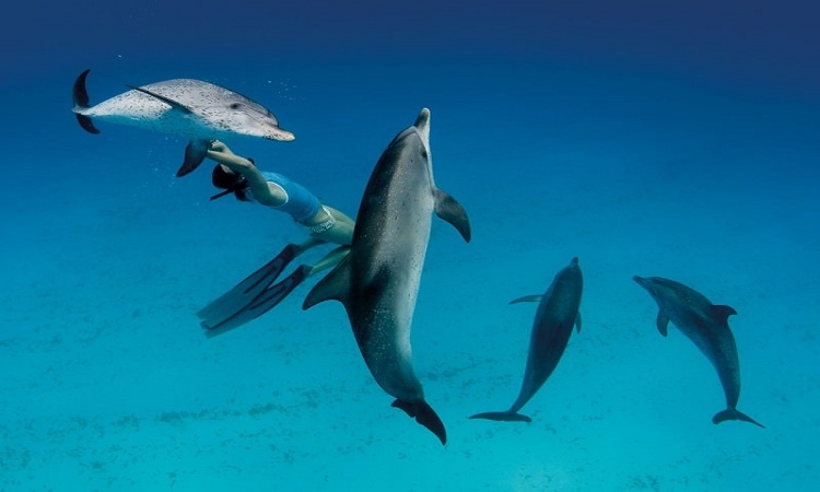 Lidé dekódovali delfíní řeč a užasli: nejsme sami!