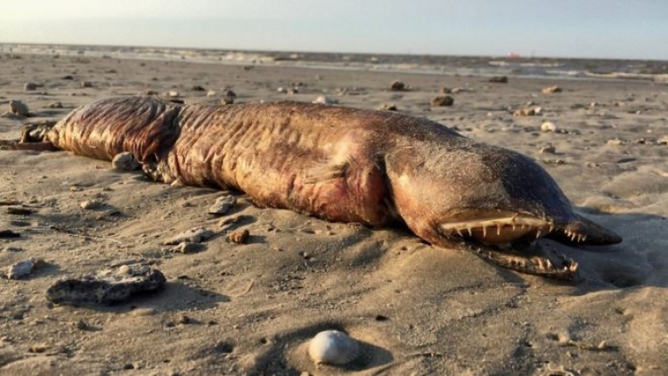 Moře vyvrhlo bizarního zubatého tvora na pláži nedaleko města Texas City